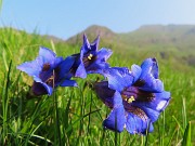 06 Gentiana acaulis (Genziana di Koch)